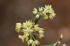 Sarcostemma intermedium